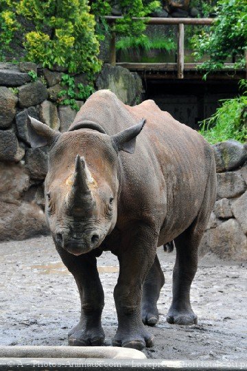 Photo de Rhinocros