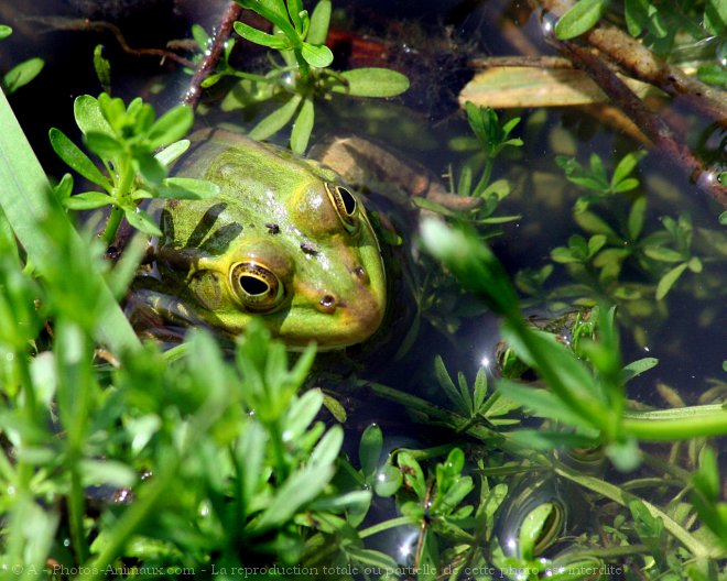 Photo de Grenouille