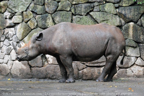 Photo de Rhinocros