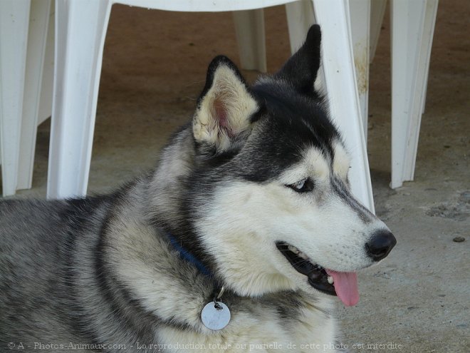 Photo de Husky siberien