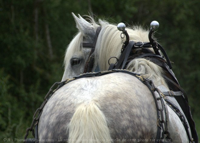 Photo de Percheron