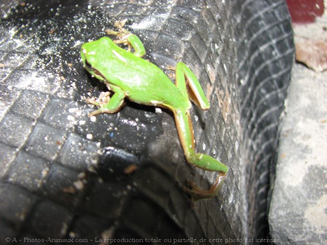 Photo de Grenouille - rainette