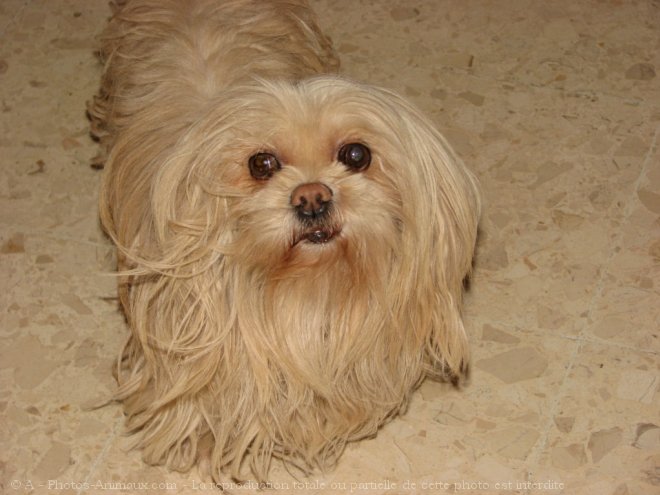 Photo de Lhassa apso