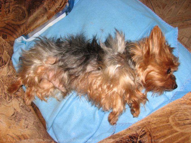 Photo de Yorkshire terrier