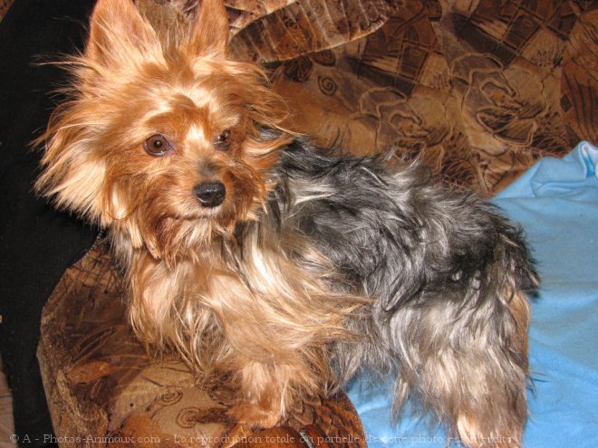 Photo de Yorkshire terrier