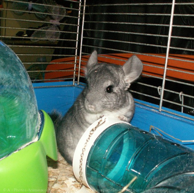 Photo de Chinchilla