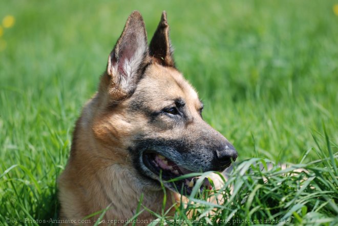 Photo de Berger allemand  poil court