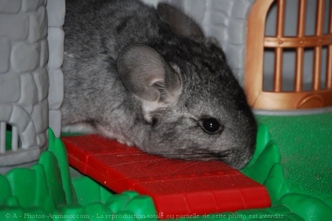 Photo de Chinchilla