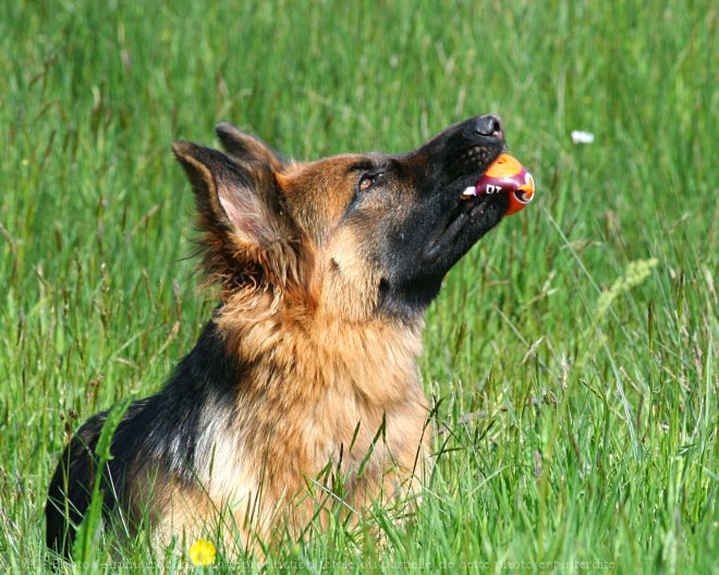 Photo de Berger allemand  poil court