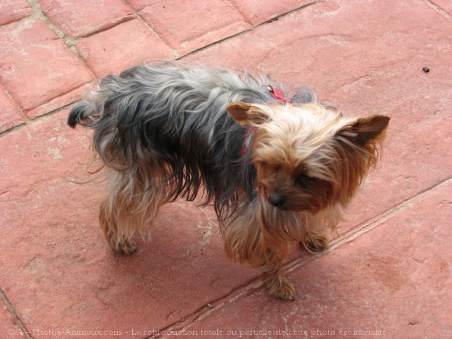 Photo de Yorkshire terrier