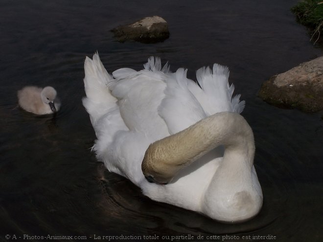 Photo de Cygne