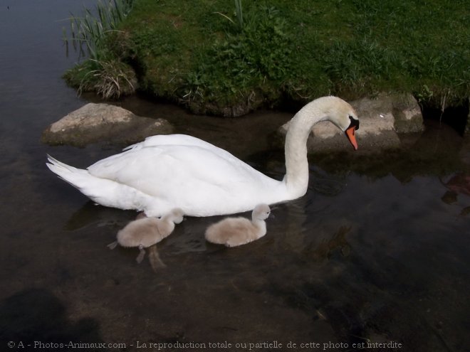 Photo de Cygne