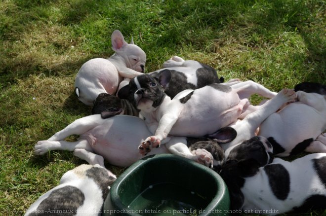 Photo de Bouledogue franais