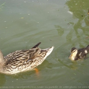 Photo de Canard