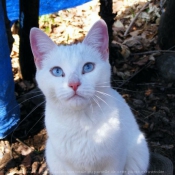 Photo de Chat domestique