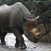 Photo de Rhinocros