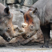 Photo de Rhinocros