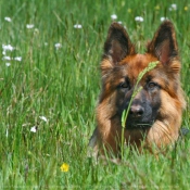 Photo de Berger allemand  poil court