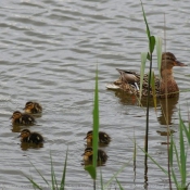 Photo de Canard colvert