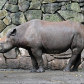 Photo de Rhinocros