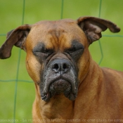 Photo de Boxer