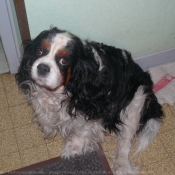 Photo de Cavalier king charles spaniel