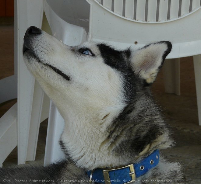 Photo de Husky siberien