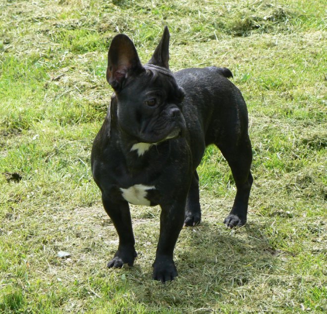 Photo de Bouledogue franais