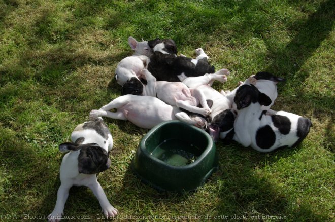 Photo de Bouledogue franais