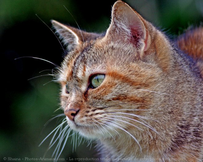 Photo de Chat domestique