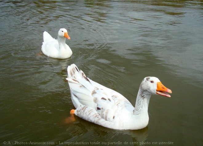 Photo de Races diffrentes