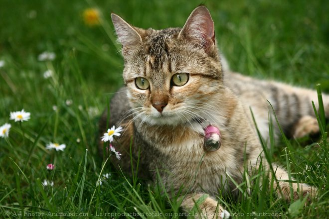 Photo de Chat domestique