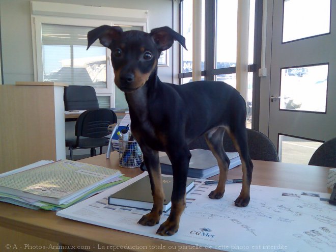 Photo de Pinscher nain