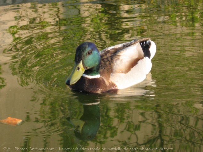 Photo de Canard colvert