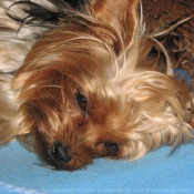 Photo de Yorkshire terrier