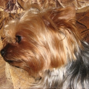 Photo de Yorkshire terrier