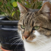 Photo de Chat domestique