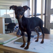 Photo de Pinscher nain