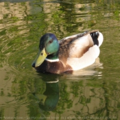 Photo de Canard colvert