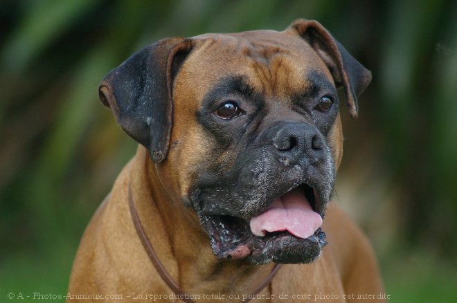 Photo de Boxer