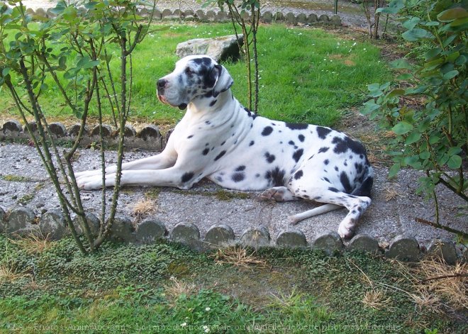 Photo de Dogue allemand