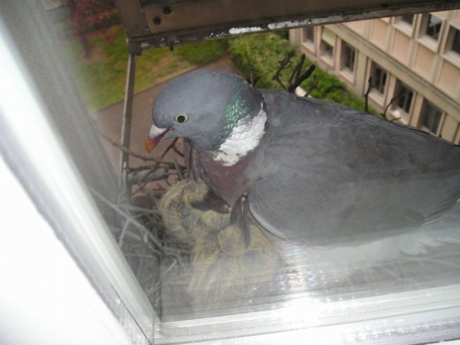 Photo de Pigeon