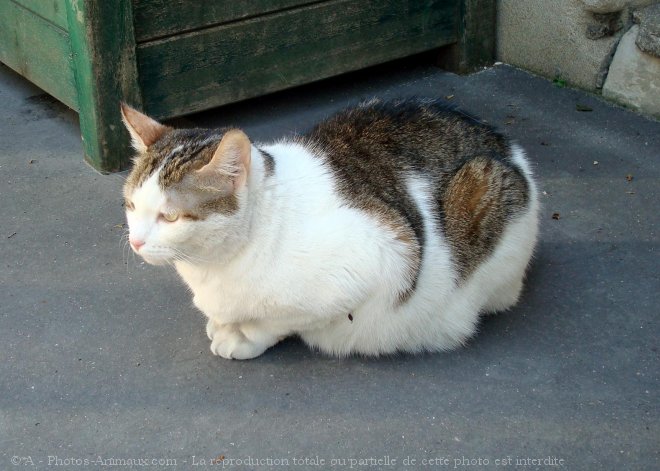 Photo de Chat domestique