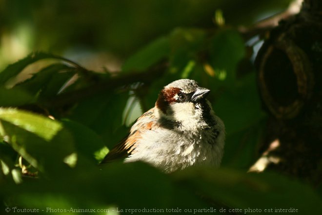 Photo de Moineau