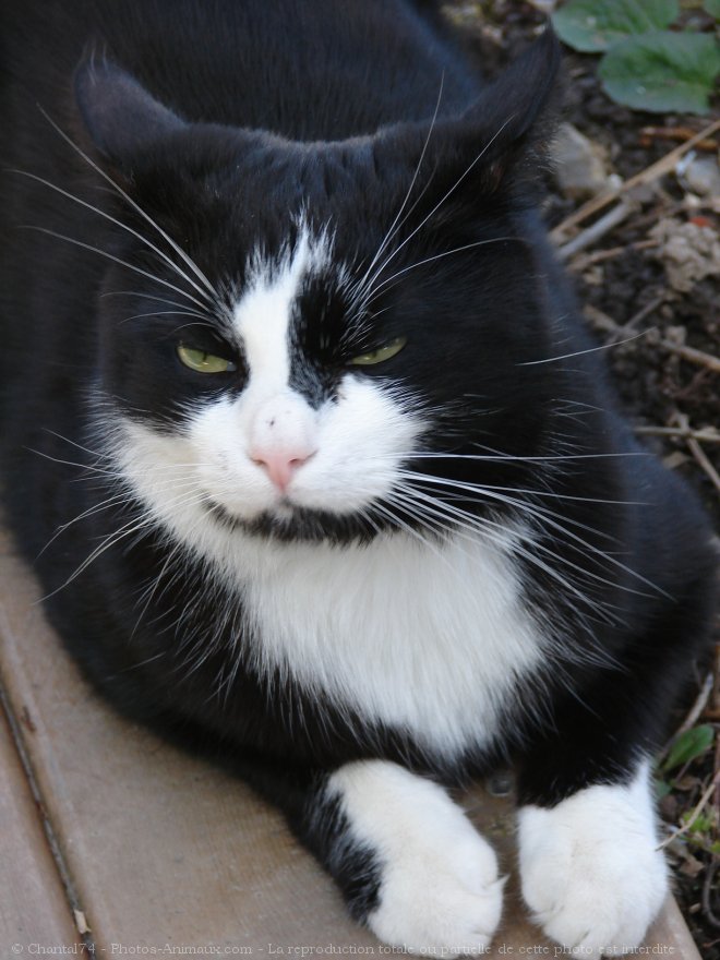 Photo de Chat domestique