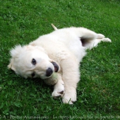 Photo de Golden retriever