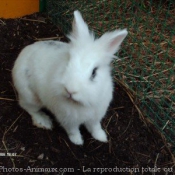 Photo de Lapin