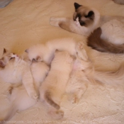 Photo de Ragdoll