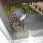 Photo de Pigeon