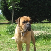 Photo de Boxer